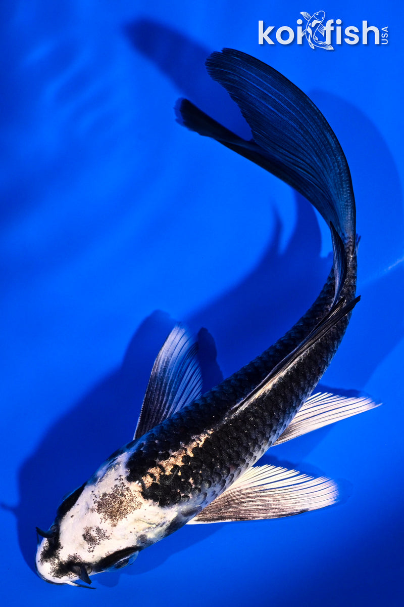 5.5" GINGA BUTTERFLY