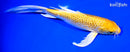 8.5" GINRIN YAMABUKI OGON BUTTERFLY