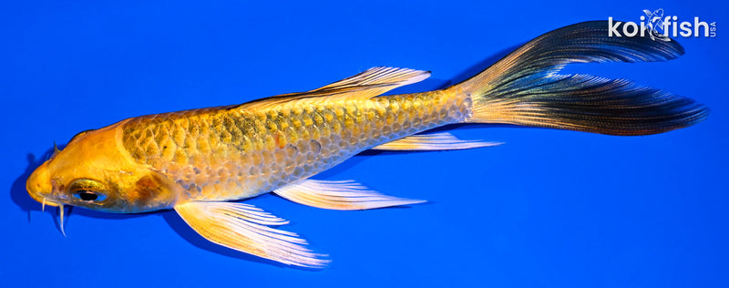 5.75" KI MATSUBA BUTTERFLY