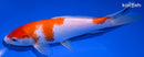 7.25" KOHAKU