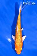 5.5" GINRIN ORENJI OGON