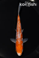 5.25" ARAGOKE OCHIBA SHIGURE