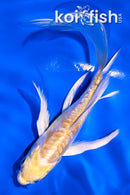 4.5" DOITSU LEMON HARIWAKE BUTTERFLY