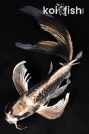 8.75" ARAGOKE KIKOKURYU BUTTERFLY