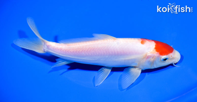 7.75" KOHAKU