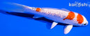 5.5" GINRIN HARIWAKE