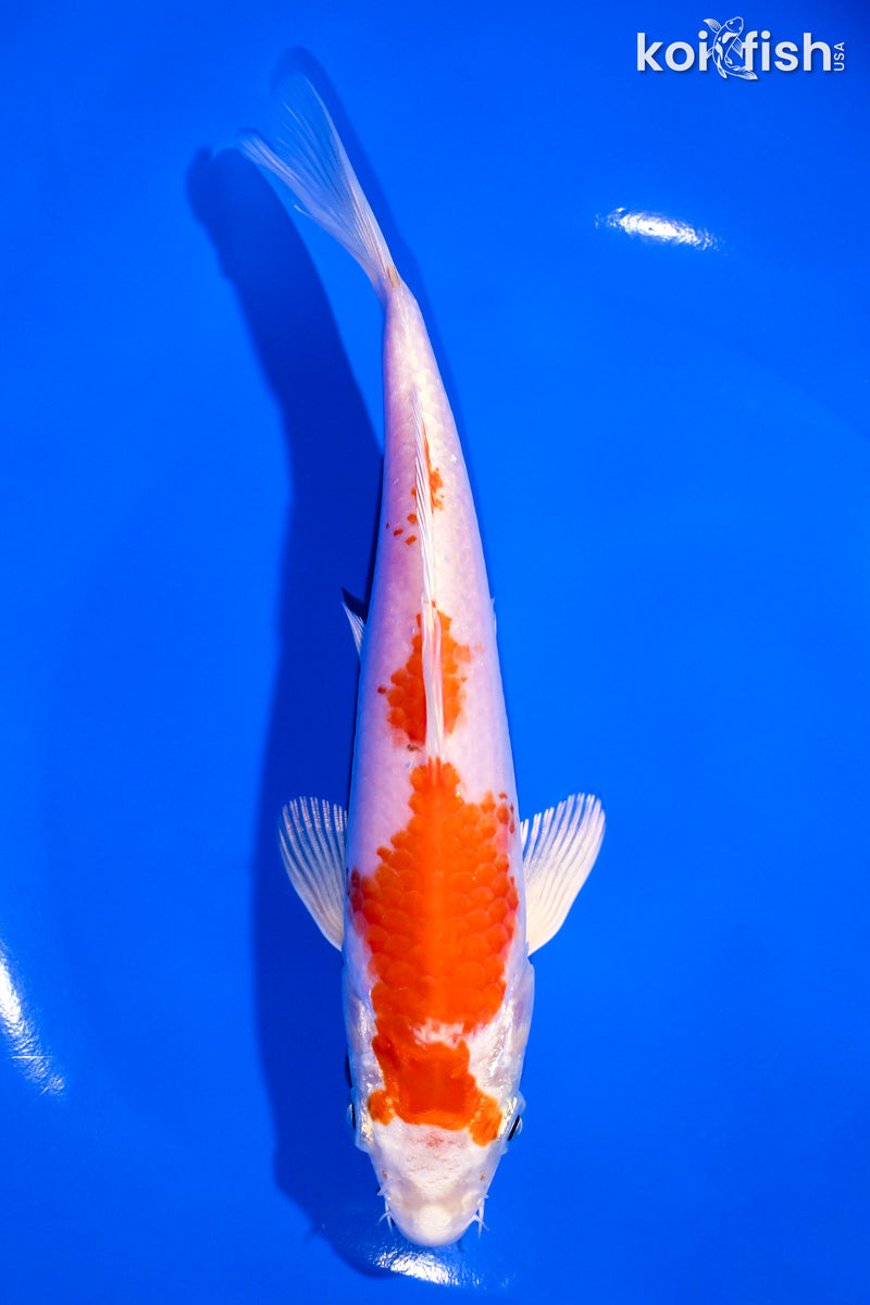 6.75" HARIWAKE