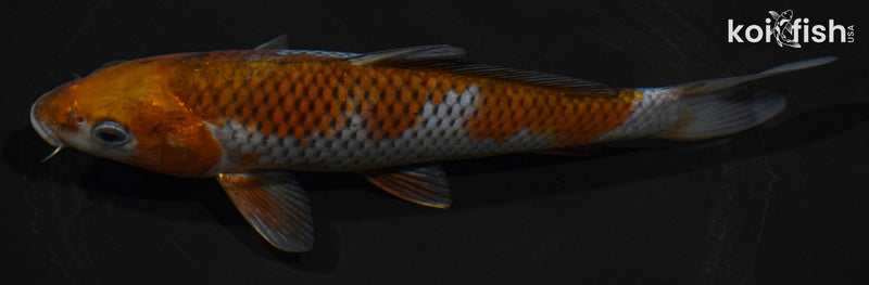 7.5" OCHIBA SHIGURE