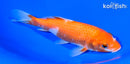 6.25" KOHAKU
