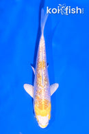 4" GINRIN LEMON HARIWAKE