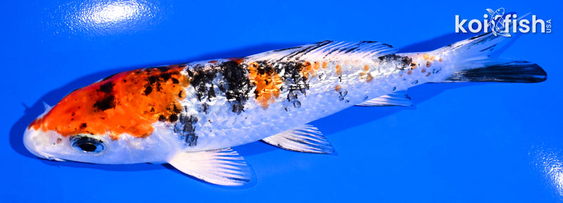 5.25" GINRIN YAMATO NISHIKI