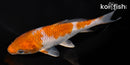 6.75" OCHIBA SHIGURE