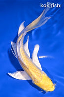 7" YAMABUKI OGON BUTTERFLY
