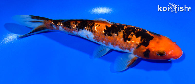 7.5" GINRIN AKA SANKE