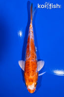 6" GINRIN KIKUSUI