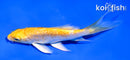 4" GINRIN YAMABUKI OGON BUTTERFLY
