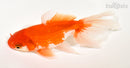 6" WAKIN GOLDFISH
