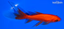 6" COMET GOLDFISH