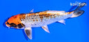 6.5" BENI GINGA