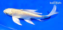 7.75" YAMABUKI OGON BUTTERFLY