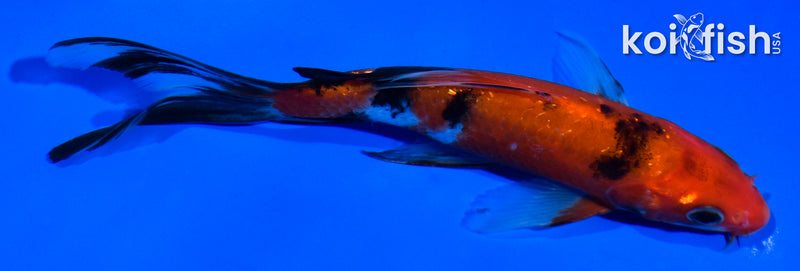 5.5" AKA SANKE BUTTERFLY