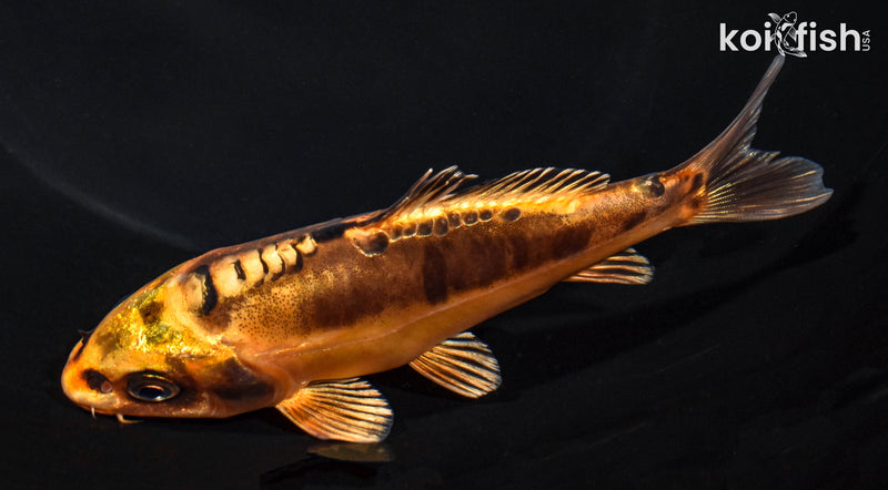 5.25" DOITSU ORENJI MATSUBA