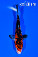 5.75" DOITSU SANKE