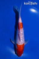 8" GINRIN KOHAKU