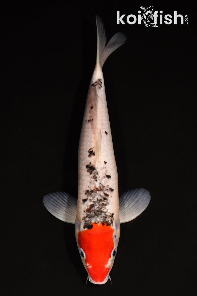 10.75" GOSHIKI