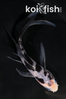 4" SHIRO UTSURI BUTTERFLY