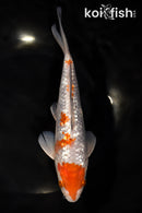 8.25" GINRIN OCHIBA SHIGURE