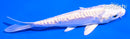 5" DOITSU PLATINUM OGON