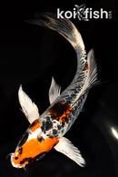 8" DOITSU KUJAKU BUTTERFLY