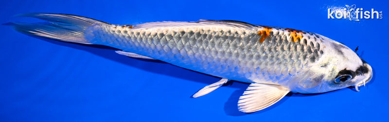 7.5" BENI GINGA