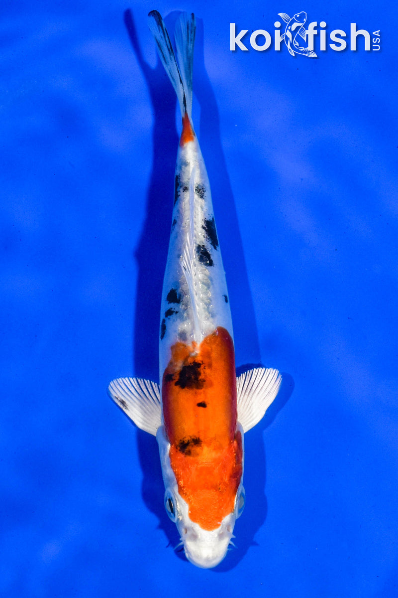 5.5" HEISEI NISHIKI