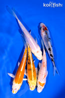 PACK OF (5) 4-5" DOITSU STANDARD KOI