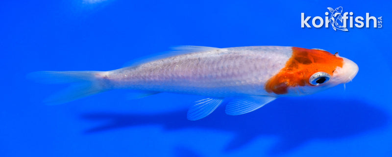 5" GOROMO