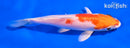 5" HARIWAKE