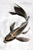 8.75" ARAGOKE KIKOKURYU BUTTERFLY