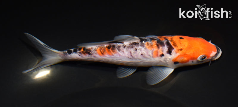 6" ARAGOKE GOSHIKI