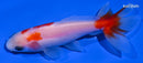 3.75" WAKIN GOLDFISH