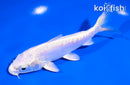 5.5" DOITSU PLATINUM OGON
