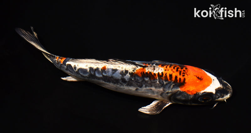 7.75" BENI KIKOKURYU