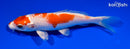 5.5" HARIWAKE