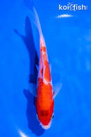 5.5" ARAGOKE KOHAKU