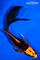 5.5" BENI KIKOKURYU BUTTERFLY