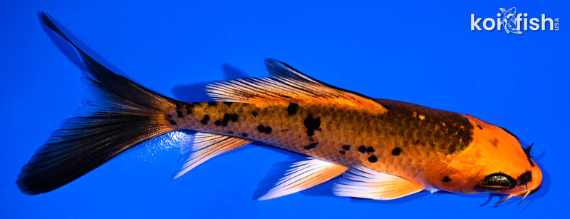 4.75" ORENJI BEKKO BUTTERFLY
