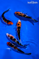 PACK OF (5) 4-5" STANDARD SANKE KOI