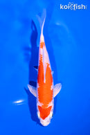 5.5" HARIWAKE