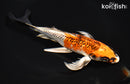 7.75" KUJAKU BUTTERFLY